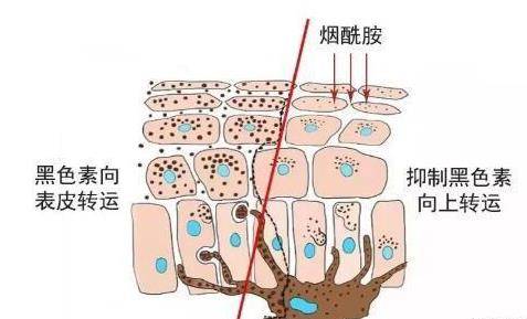 烟酰胺的功效与作用是什么 而造成烟酰胺不耐受的2个原因