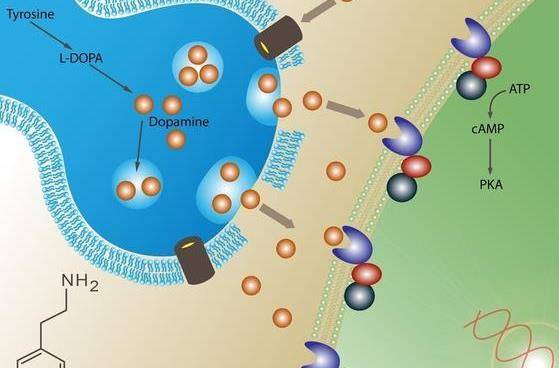 多巴胺是什么意思 多巴胺的功效与作用介绍