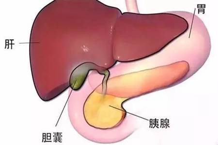 胆囊息肉是怎么引起的？胆囊息肉最佳治疗方法