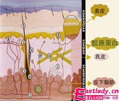 胶原蛋白风行 抓住要点辨优劣