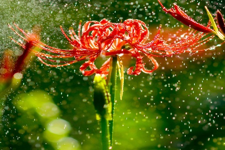 彼岸花的唯美爱情，花开不见叶叶生不见花