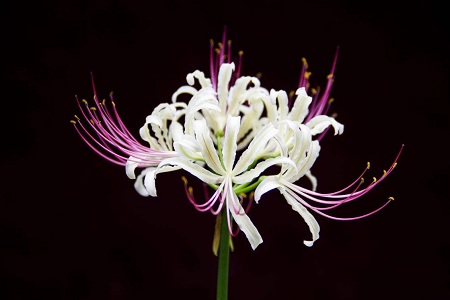 彼岸花花开花落，爱情情浅情深